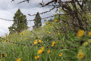 IMG_1652 copy