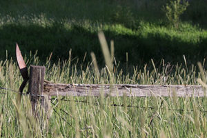 IMG_1689 copy